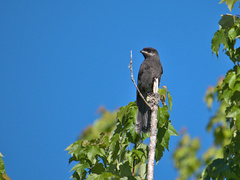Perisoreus canadensis image