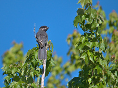 Perisoreus canadensis image
