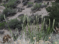 Thelypodium milleflorum