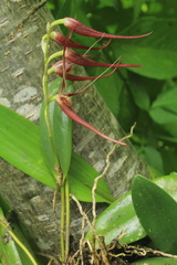 Pleurothallis glossopogon