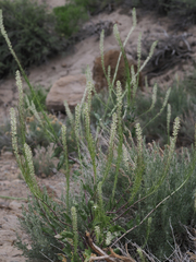 Thelypodium milleflorum