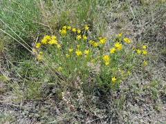Haplophyllum dauricum