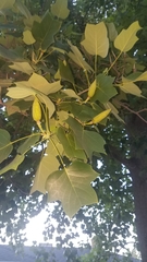 Liriodendron tulipifera