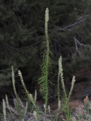 Thelypodium milleflorum