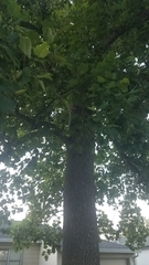 Liriodendron tulipifera