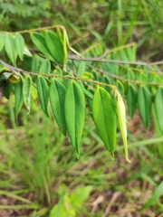 Xylopia frutescens