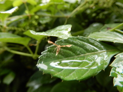 Stenoptilodes taprobanes