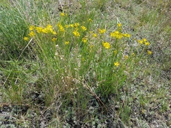 Haplophyllum dauricum