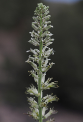 Thelypodium milleflorum