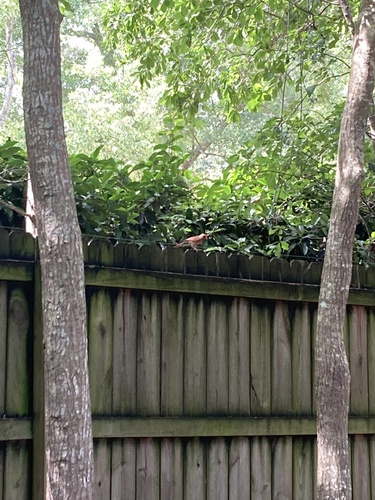 Cardinalis cardinalis image