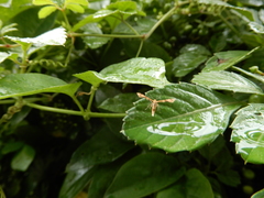 Stenoptilodes taprobanes