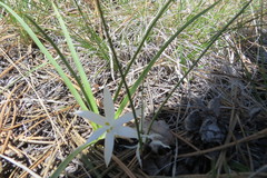 Leucocrinum montanum