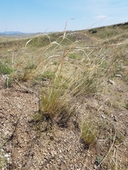 Stipa krylovii