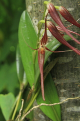 Pleurothallis glossopogon