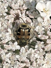 Trichiotinus piger