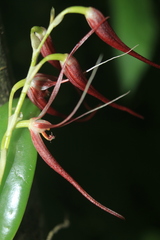 Pleurothallis glossopogon