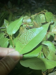 Phyllocnistis meliacella