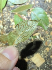 Phyllocnistis meliacella