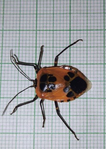 Runibia decorata