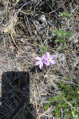 Phlox alyssifolia