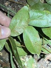 Phyllocnistis meliacella