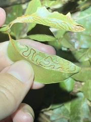 Phyllocnistis meliacella