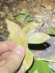 Phyllocnistis meliacella