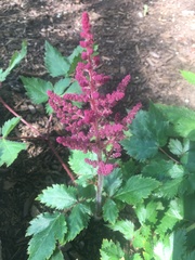 Astilbe japonica