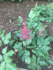 Astilbe japonica