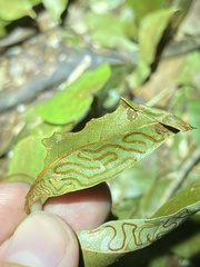 Phyllocnistis meliacella