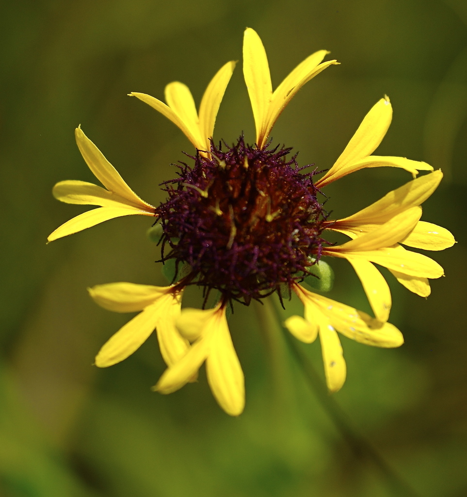 Lanceleaf blanketflower from Pontotoc Ridge Preserve, Pontotoc County ...