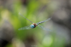 Rhionaeschna jalapensis