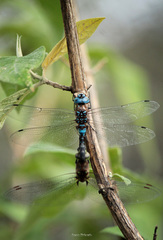 Rhionaeschna jalapensis