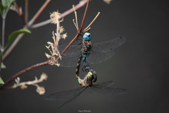 Rhionaeschna jalapensis