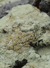 Protoparmeliopsis pinguis