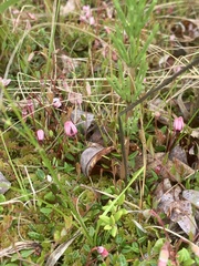 Vaccinium microcarpum
