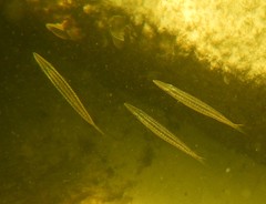 Sphyraena borealis