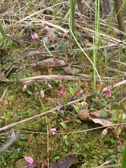 Vaccinium microcarpum