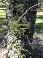 Araucaria cunninghamii