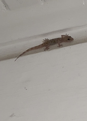 Hemidactylus turcicus