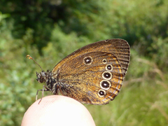 Coenonympha oedippus