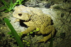 Bufo gargarizans