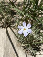 Phlox andicola