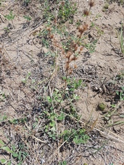 Lespedeza daurica