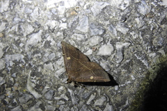 Eulepidotinae
