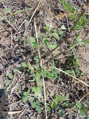 Lespedeza daurica