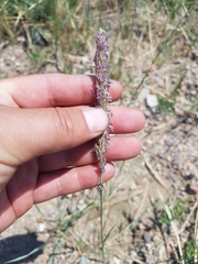 Leymus chinensis