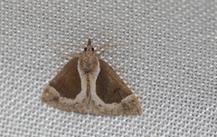 Hypena crassalis