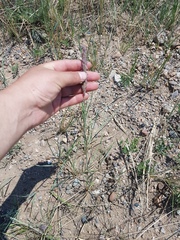 Leymus chinensis