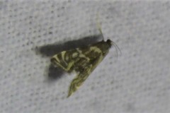 Petrophila canadensis